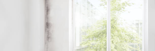 Mold Removal for HVAC Installations in Elkhart, IN