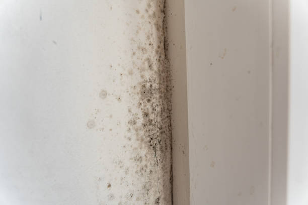 Best Mold Removal for HVAC Installations  in Elkhart, IN