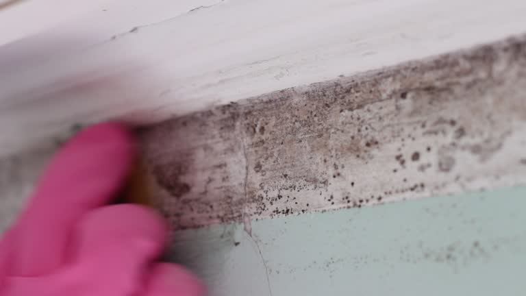 Best Dehumidification Services  in Elkhart, IN